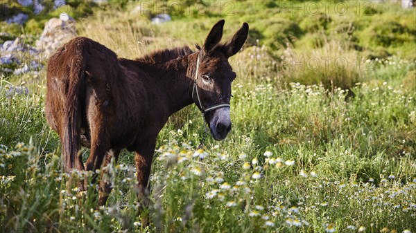 A donkey stands on a green meadow surrounded by flowers, Lindos, Rhodes, Dodecanese, Greek Islands, Greece, Europe