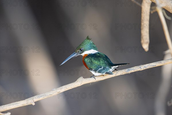 Green Kingfisher (Chloroceryle americana) Pantanal Brazil