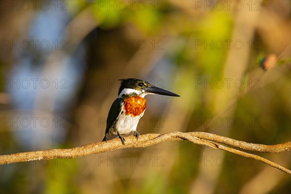 Green Kingfisher (Chloroceryle americana) Pantanal Brazil