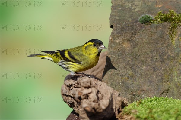 Eurasian siskin (Carduelis spinus), male sitting on a stone overgrown with moss, Wilnsdorf, North Rhine-Westphalia, Germany, Europe