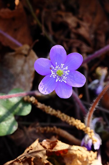 Liverwort (Hepatica nobilis), blue flowers in a forest, close-up, North Rhine-Westphalia, Germany, Europe