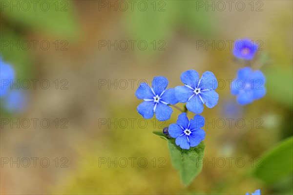 Garden Forget-me-not (Myosotis), blue flowers, ornamental plant, ornamental flower, flower, botany, blossom, spring, spring, Wilnsdorf, North Rhine-Westphalia, Germany, Europe