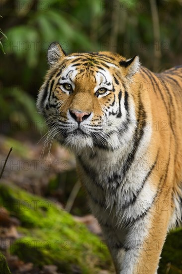 Portrait of a Siberian tiger or Amur tiger (Panthera tigris altaica) in the forest, captive, habitat in Russia