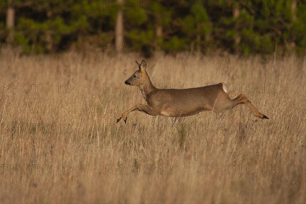 Roe deer (Capreolus capreolus) adult female doe running in grassland, Suffolk, England, United Kingdom, Europe