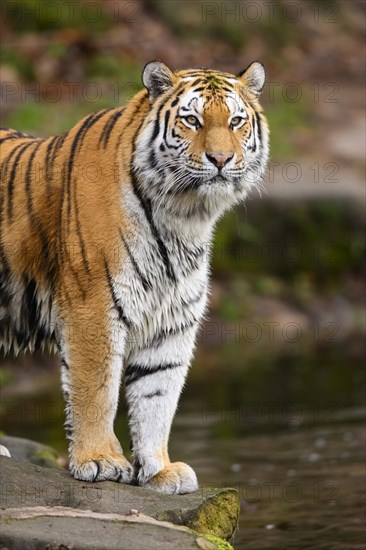 Siberian tiger or Amur tiger (Panthera tigris altaica) standing at the shore of a lake, captive, habitat in Russia