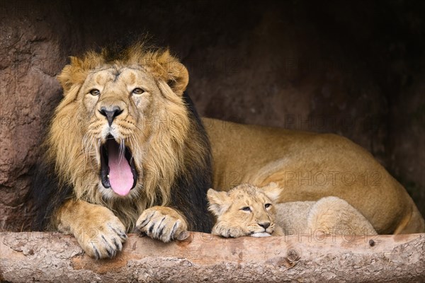 Asiatic lion (Panthera leo persica) yawning male cuddeling with a cute cub, captive, habitat in India