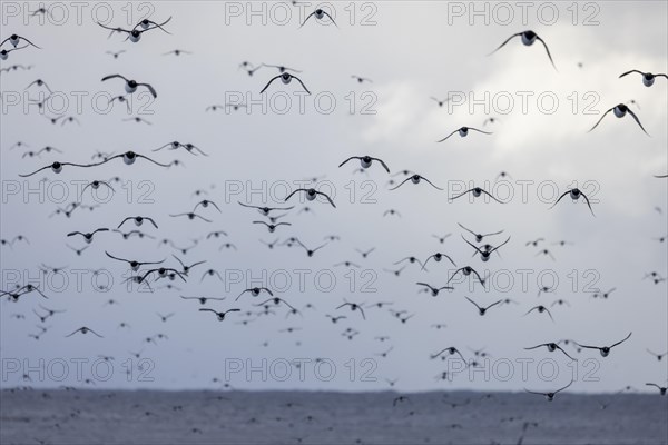 Common guillemots (Uria aalgae), huge flock, in the snow, Hornoya, Hornoya, Varangerfjord, Finmark, Northern Norway