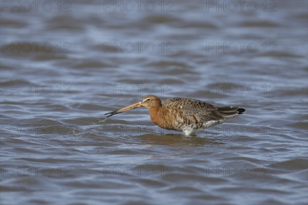 Black tailed godwit (Limosa limosa) adult male bird in summer plumage feeding in a lagoon, England, United Kingdom, Europe