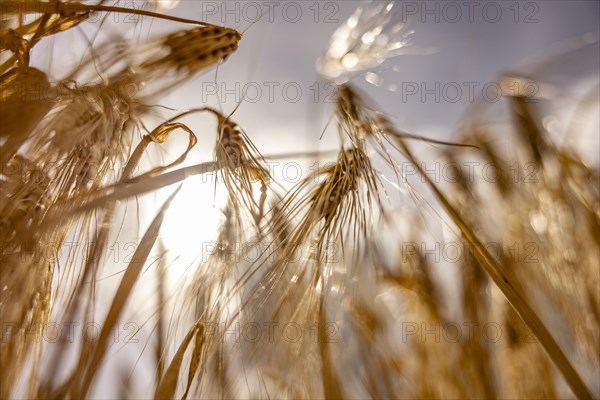 Backlit photograph of ears of barley in a cornfield with a low sun in the background, Cologne, North Rhine-Westphalia, Germany, Europe