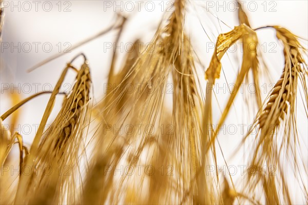 Blurred photograph of waving barley ears in the field, Cologne, North Rhine-Westphalia, Germany, Europe