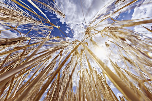 Frog's-eye view through a cornfield with Barley in front of a bright sky with clouds, Cologne, North Rhine-Westphalia, Germany, Europe