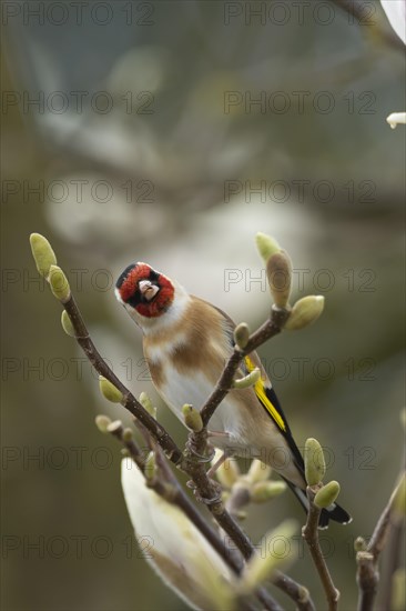 European goldfinch (Carduelis carduelis) adult bird singing on a garden Magnolia tree branch in spring, England, United Kingdom, Europe