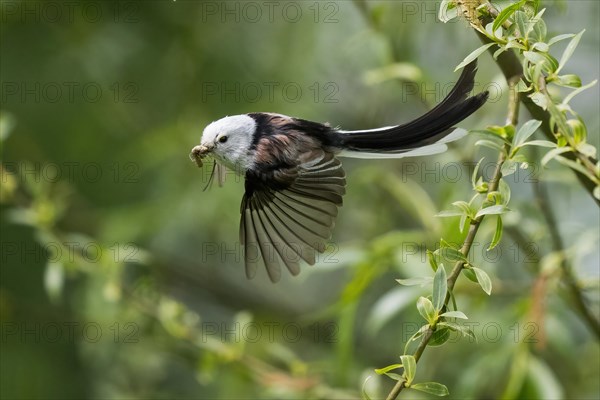 A Long-tailed tit (Aegithalos caudatus) in flight with an Insect in its beak between green leaves, Hesse, Germany, Europe