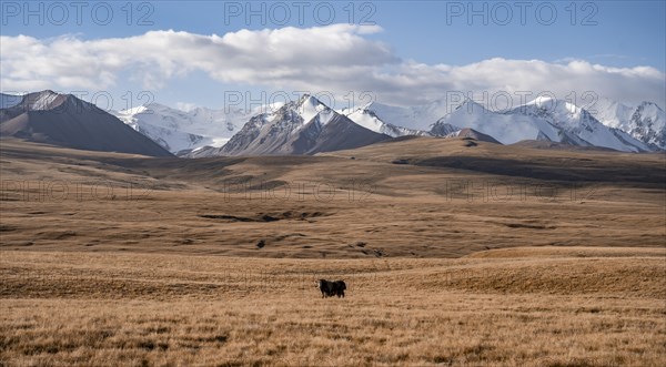 Glaciated and snow-covered mountains, yak in autumnal mountain landscape with yellow grass, Tian Shan, Sky Mountains, Sary Jaz Valley, Kyrgyzstan, Asia