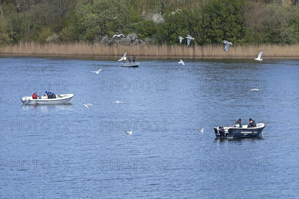 Seagulls, boats, people, herring fishing, near Kappeln, Schlei, Schleswig-Holstein, Germany, Europe