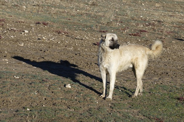 Anatolian Shepherd dog, Dogubayazit, Turkey, Asia