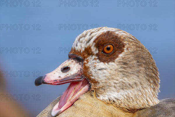 Egyptian goose, egyptian geese (Alopochen aegyptiaca) with open beak, head, portrait, on the banks of the Main, Offenbach am Main, Hesse, Germany, Europe