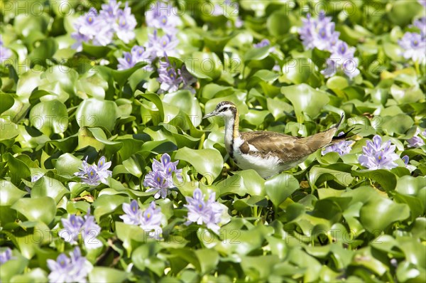 Pheasant-tailed jacana (Hydrophasianus chirurgus) on water hyacinths, Backwaters, Kumarakom, Kerala, India, Asia