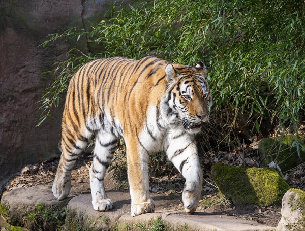Siberian tiger (Panthera tigris altaica) runs through its territory, occurring in eastern Russia, captive, Germany, Europe