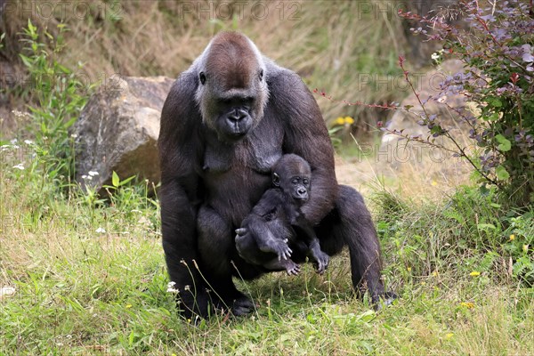 Western gorilla (Gorilla gorilla), adult, female, mother, young animal, baby, social behaviour, captive, western Africa