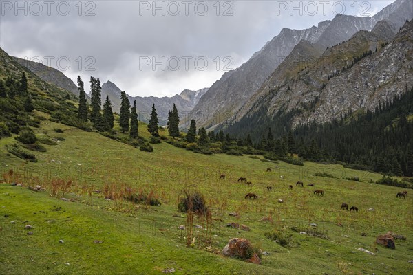 Horses grazing, Green Mountain Valley, Chong Kyzyl Suu Valley, Terskey Ala Too, Tien-Shan Mountains, Kyrgyzstan, Asia
