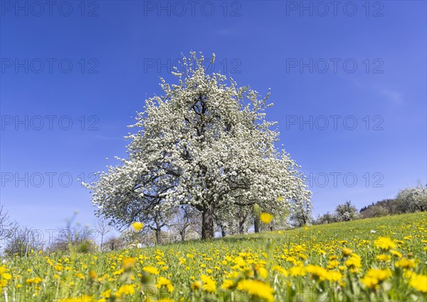 Flowering fruit trees in the orchards of the Swabian Alb, flowering apple tree, Weilheim an der Teck, Baden-Wuerttemberg, Germany, Europe