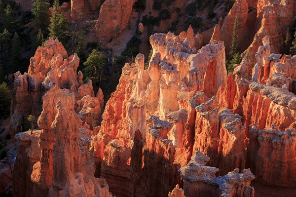 Orange-red rocks under the magical light of the setting sun, Bryce Canyon National Park, North America, USA, South-West, Utah, North America