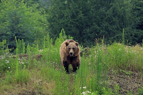 Brown bear (Ursus arctos), Captive