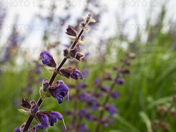 Meadow Clary (Salvia pratensis), near Riegersburg, Styria, Austria, Europe