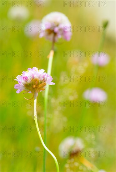 Sea thrift (Armeria maritima), also common Lady's Cushion, Flower of the Year 2024, focus on a delicate purple, violet and pink flower, flower head, entire inflorescence on a slightly curved stem or stalk typical of the species, several flowers and green grass in the blurred background, flower meadow, endangered species, endangered species, species protection, nature conservation, close-up, macro photograph, Lower Saxony, GermanyPurple flower head of a meadow flower with a blurred green background, Germany, Europe