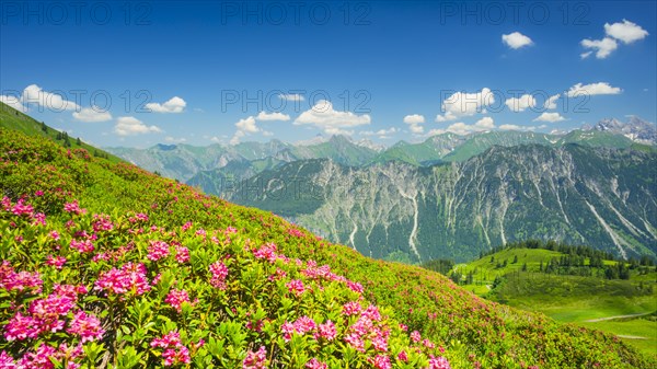 Alpine rose blossom, panorama of the Fellhorn, behind it the Allgaeu Alps, Allgaeu, Bavaria, Germany, Europe