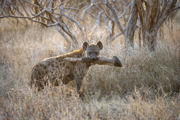 Spotted hyenas (Crocuta crocuta) with the leg of a Giraffe in its mouth, adult female animal in high grass in the evening light, Kruger National Park, South Africa, Africa