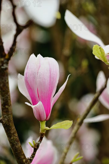 Chinese magnolia (Magnolia x soulangeana), flowers, North Rhine-Westphalia, Germany, Europe