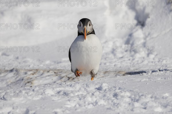 Puffin (Fratercula arctica), running, in the snow, Hornoya, Hornoya, Varangerfjord, Finmark, Northern Norway