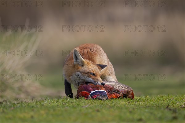 Red fox (Vulpes vulpes) adult animal feeding on a dead Common Pheasant (Phasianus colchicus), England, United Kingdom, Europe