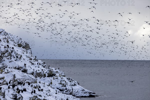 Common guillemots (Uria aalgae), huge flock, in the snow, Hornoya, Hornoya, Varangerfjord, Finmark, Northern Norway