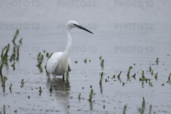 Little egret (Egretta garzetta) adult bird in a lake, England, United Kingdom, Europe