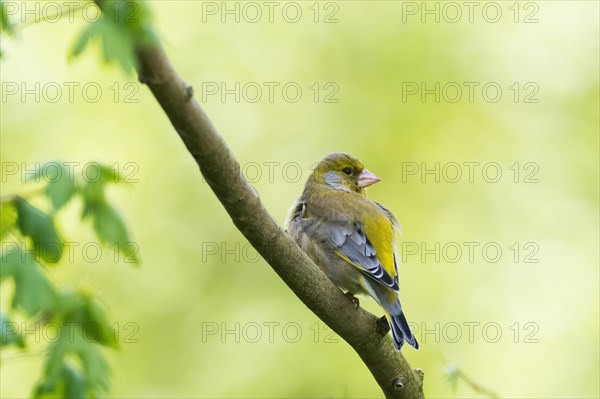 A European greenfinch (carduelis chloris) sits quietly on a branch in the greenery, shoulder view, Hesse, Germany, Europe