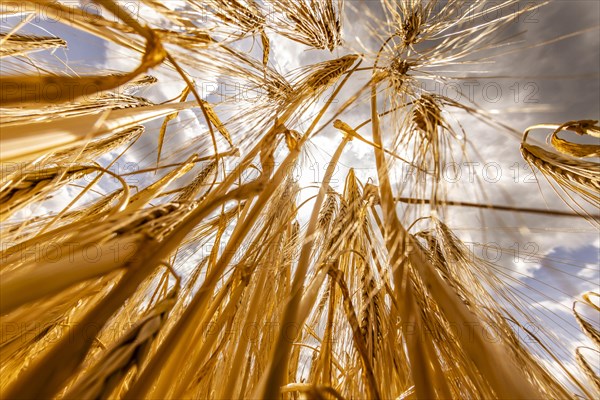 Ripe, golden ears of barley in the foreground with brightly lit clouds in the background, Cologne, North Rhine-Westphalia, Germany, Europe