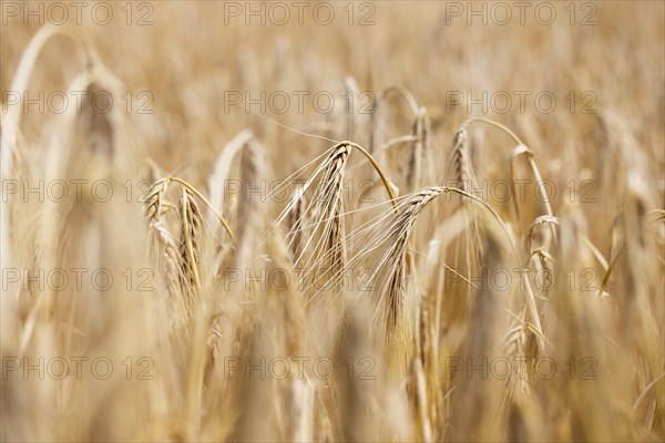 Detailed view of ripe barley ears on a cornfield, Cologne, North Rhine-Westphalia, Germany, Europe