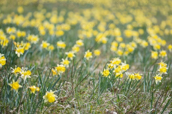 Wild daffodil (Narcissus pseudonarcissus) Wild Daffodil meadow, Eifel National Park, North Rhine-Westphalia, Germany, Europe
