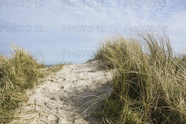 European marram grass (Ammophila arenaria) on dune and beach, Wadden Sea, Schillig, Wangerland, East Frisia, Lower Saxony, Germany, Europe