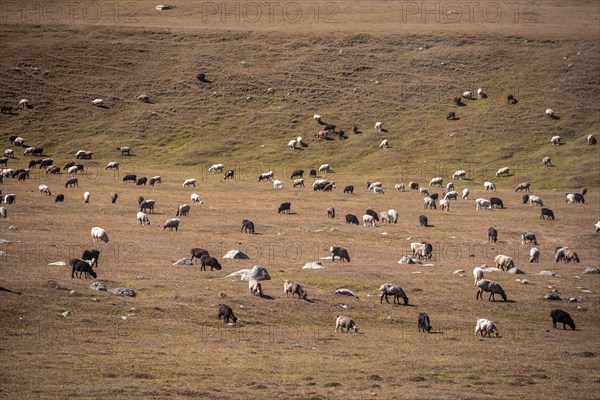 Flock of sheep in a meadow, Issyk Kul, Kyrgyzstan, Asia