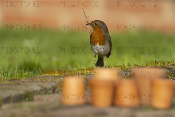 European robin (Erithacus rubecula) adult bird with nesting material in its beak on a garden patio, England, United Kingdom, Europe