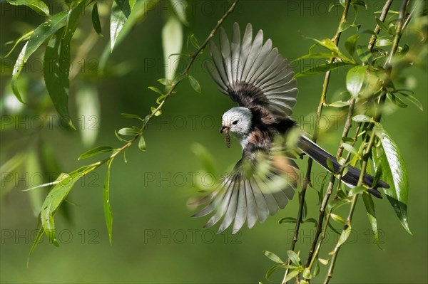 A Long-tailed tit (Aegithalos caudatus) in flight between green leaves with outstretched wings, Hesse, Germany, Europe