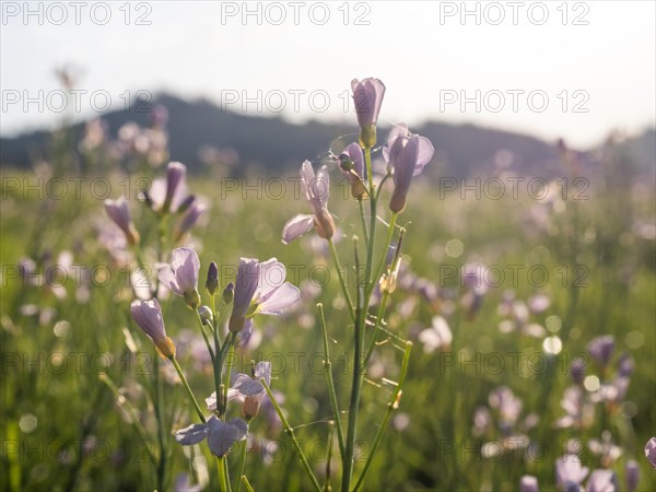 Meadowfoam (Cardamine pratense), Leoben, Styria, Austria, Europe