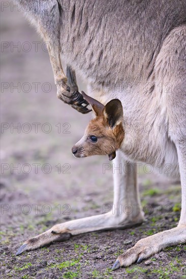 Eastern grey kangaroo (Macropus giganteus) carring a smalll baby in his pouches, captive, to be found in Australia