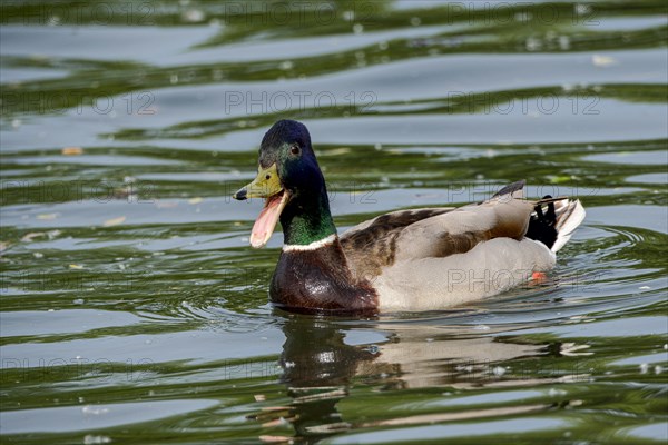 Male Mallard (Anas platyrhynchos) with open beak on the River Main, Offenbach am Main, Hesse, Germany, Europe