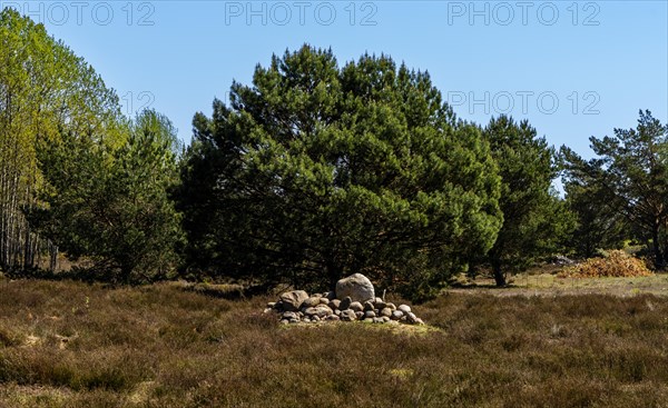 Schoenower Heide nature reserve, Schoenow, Brandenburg, Germany, Europe