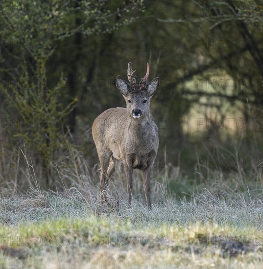 European roe deer (Capreolus capreolus), roebuck in winter coat, winter cover, one antler in the bast, one pole freshly swept still red from blood, no injury normal process, wildlife, Thuringia, Germany, Europe